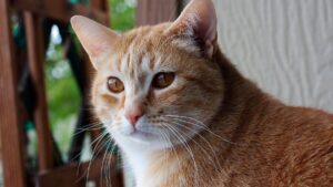 Traduzir gado de aplicações de gatos